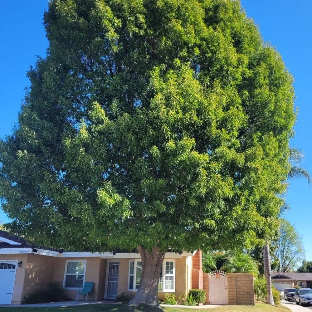 The Gest Gardening & Landscaping Services in Santa Clarita and Surrounding Areas